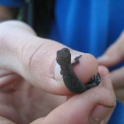 Gecko, reptile survey, KRCA